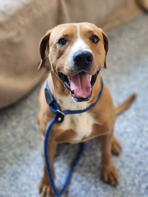 TUCKER - Unknown available for adoption
