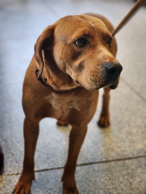 TUCKER - Unknown available for adoption