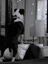 Louie - Photo 2