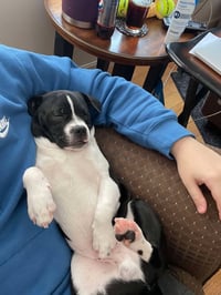 Louie - Photo 4