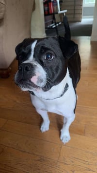 Louie - Photo 1