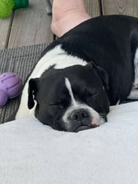 Louie - Photo 3