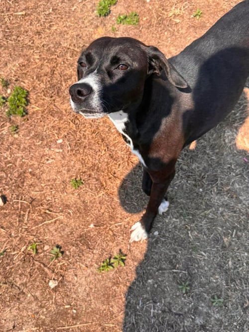 LUCY - Unknown available for adoption