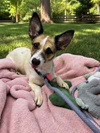 Iris - Photo 3