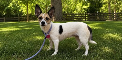 IRIS - Unknown available for adoption