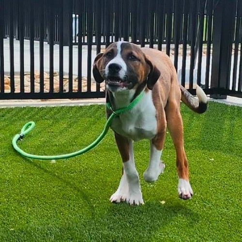 DREAMY - Unknown available for adoption