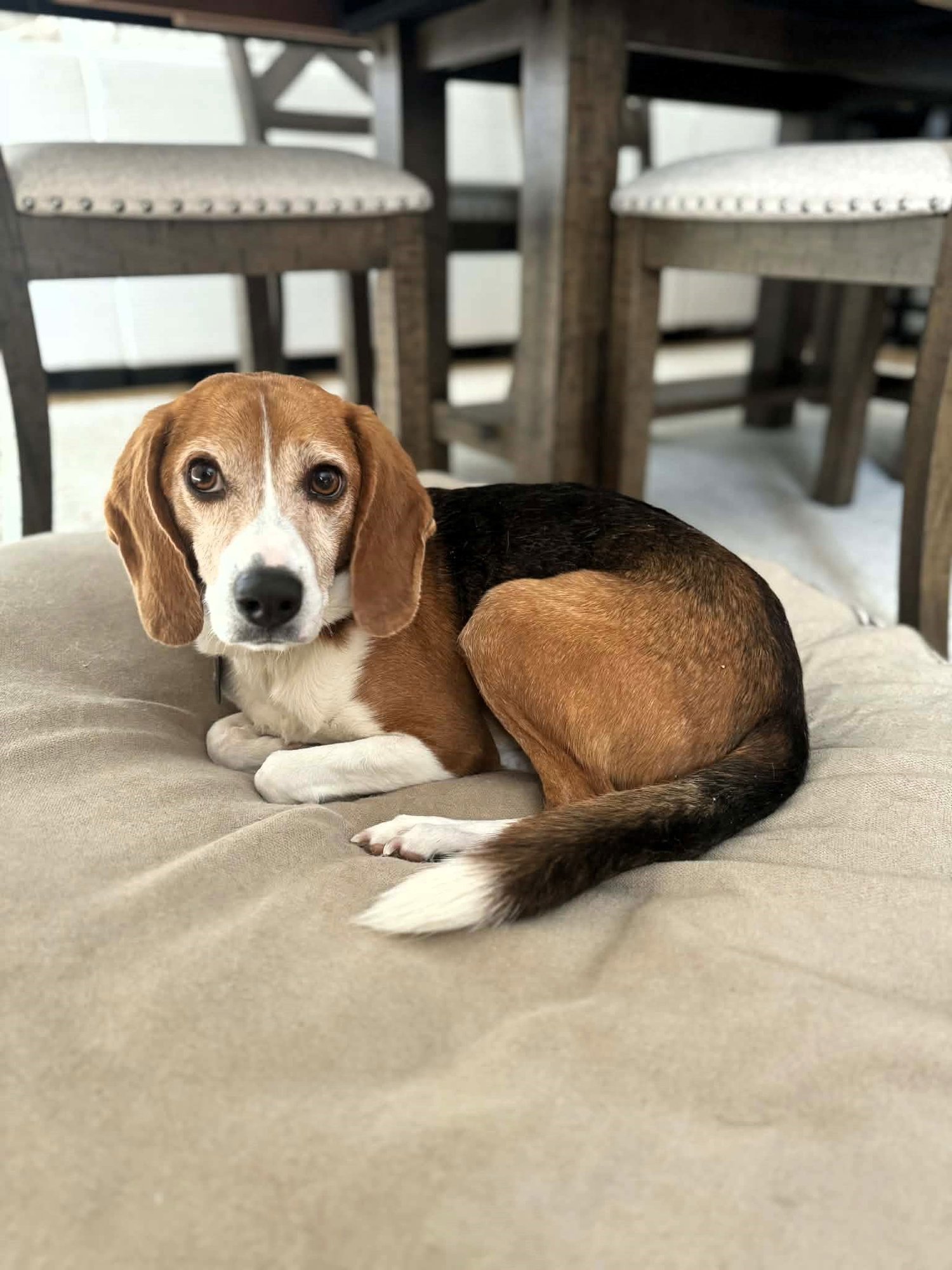 CHARLIE - Unknown for adoption in Burlington