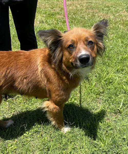 MAPLE - Unknown available for adoption