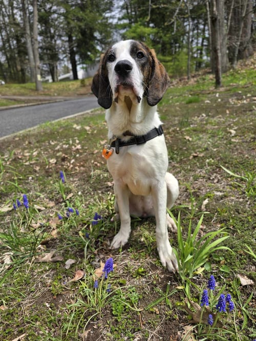 PATSY - Unknown available for adoption