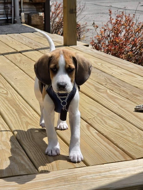 NIKE - Unknown available for adoption
