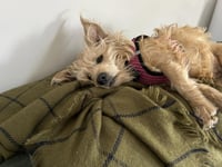 Sunday - Photo 4