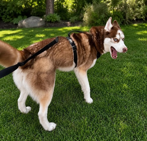 APOLLO - Unknown available for adoption