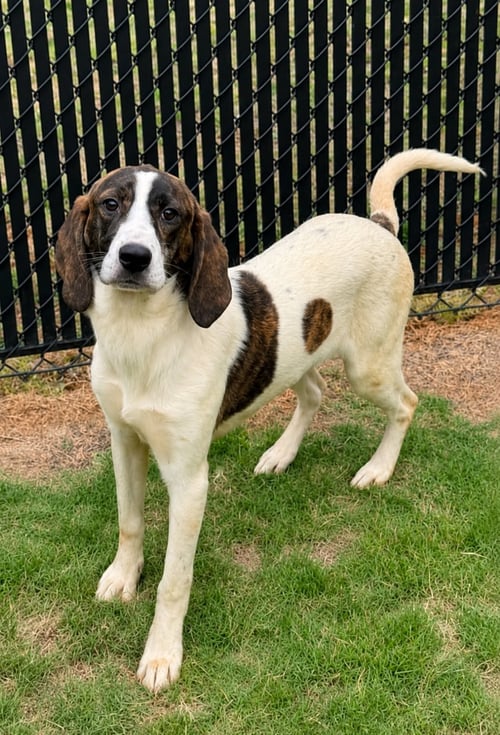 LORETTA - Unknown available for adoption