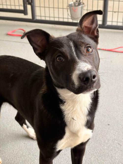 ZURI - Unknown available for adoption