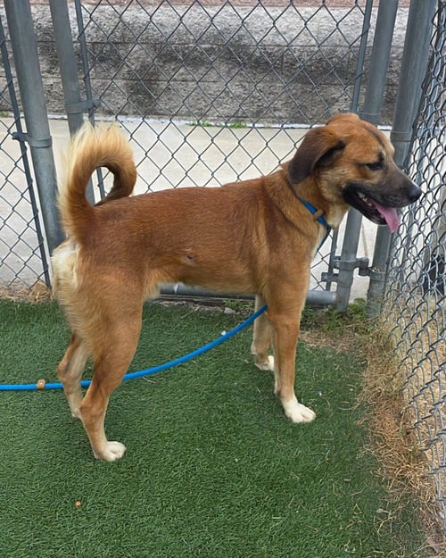 MOSSBY - Unknown available for adoption