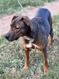 Rufus - Photo 3
