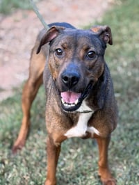 Rufus - Photo 4
