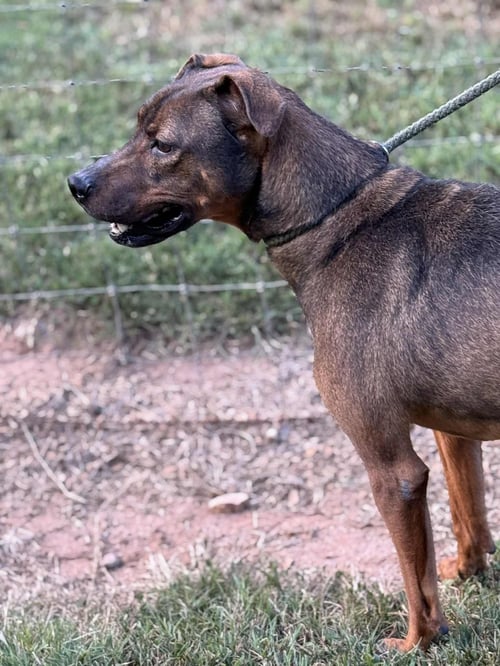 RUFUS - Unknown available for adoption
