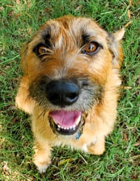 Griffon - Photo 1