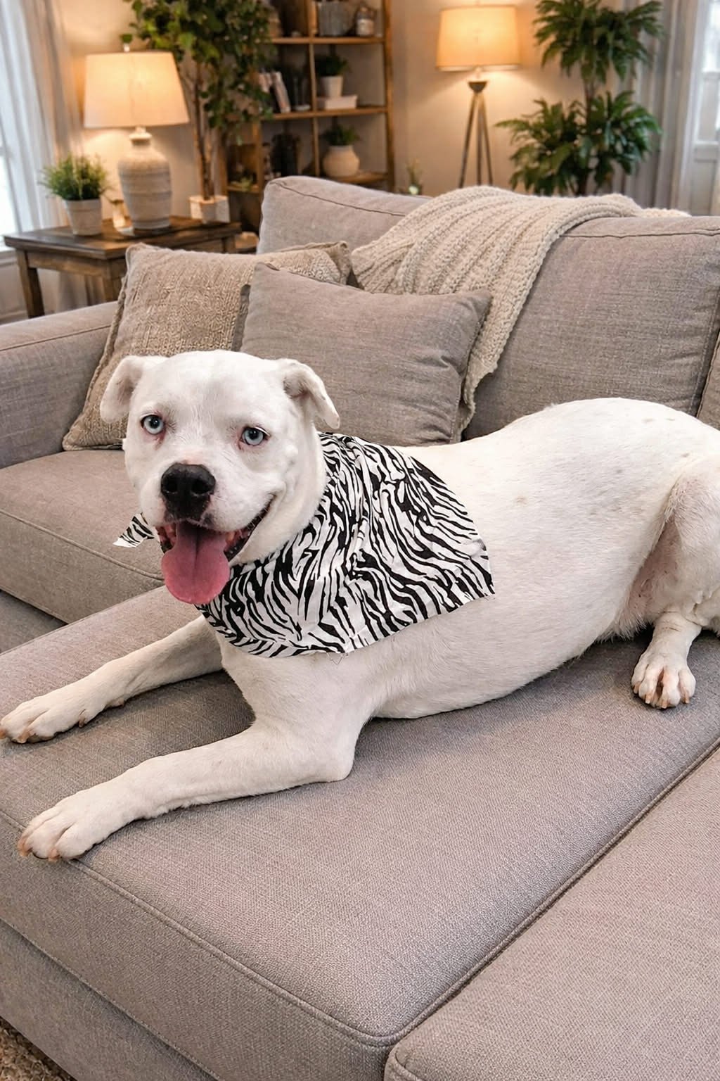 WINTER - Unknown for adoption in Burlington