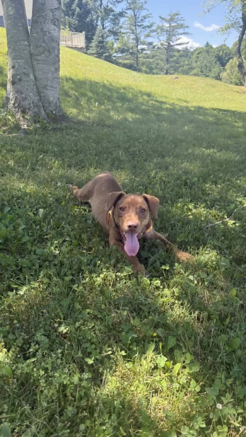 ARTY - Unknown available for adoption