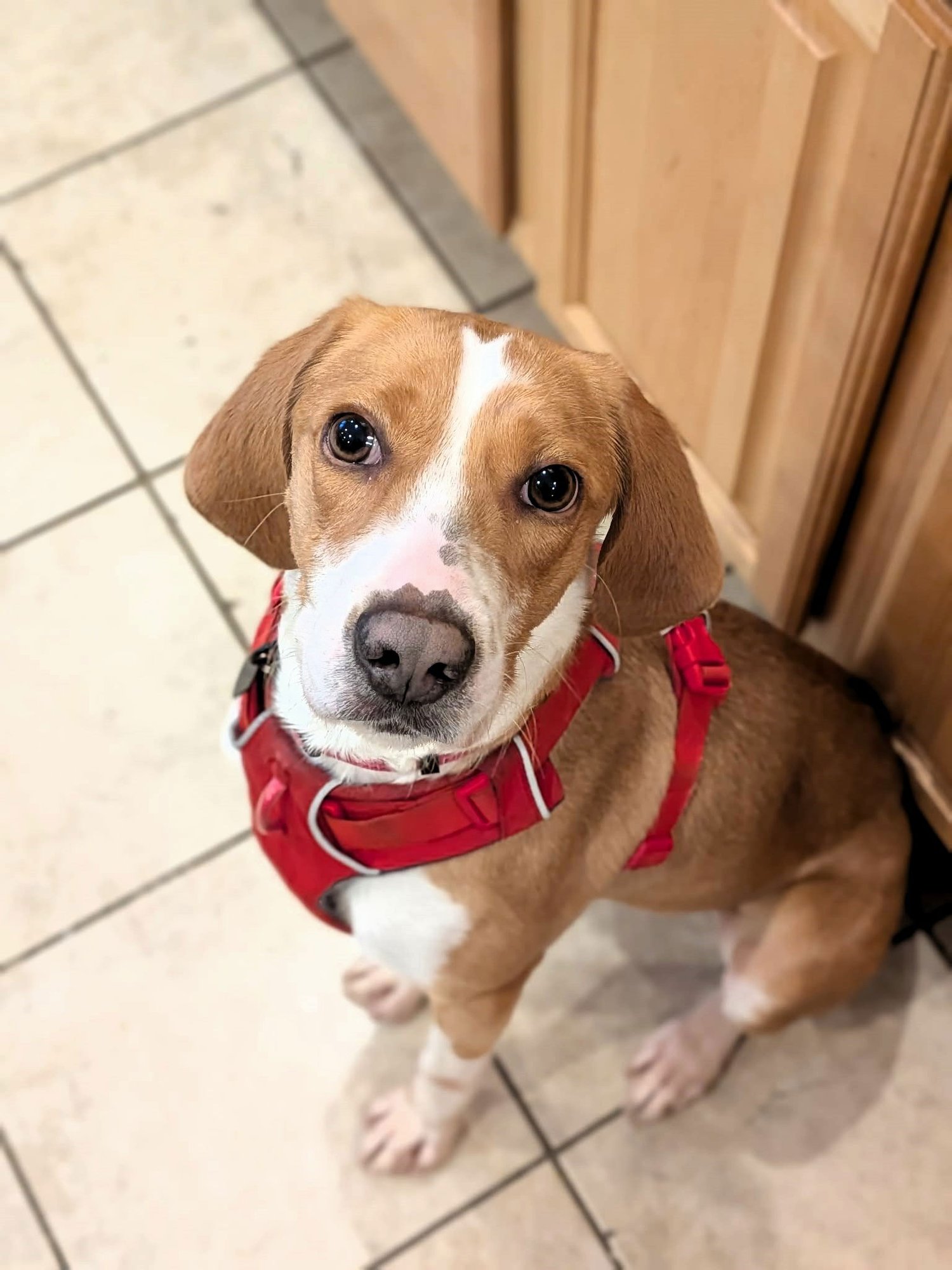 PIPPON - Unknown for adoption in Burlington