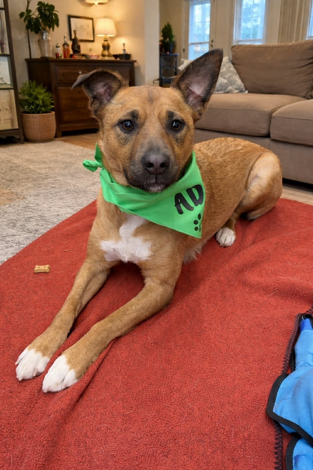 CHEWY - Unknown for adoption in Burlington