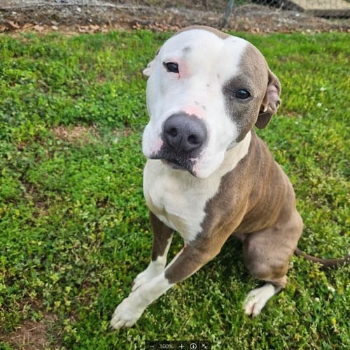 ESME - Unknown available for adoption