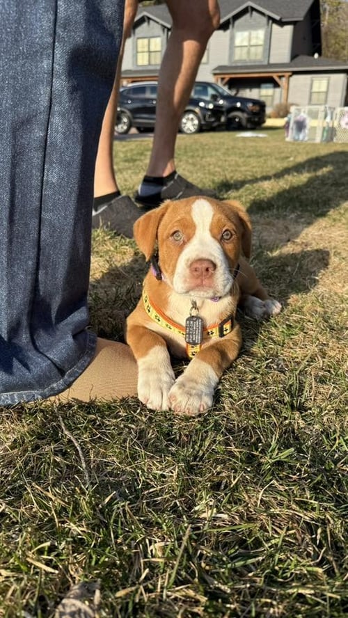 MARGE - Unknown available for adoption