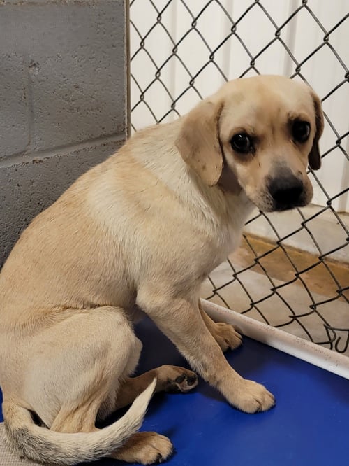 TANNER - Unknown available for adoption