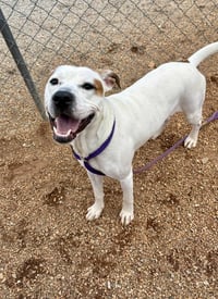 Buddy - Photo 1