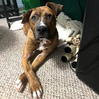 Bongo - Photo 1