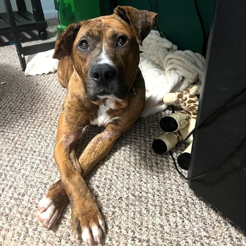 BONGO - Unknown available for adoption