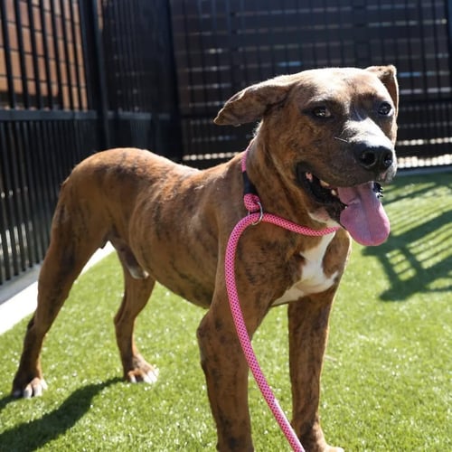 BONGO - Unknown available for adoption