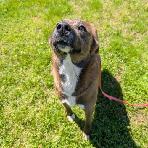 VALENTINA - Unknown available for adoption