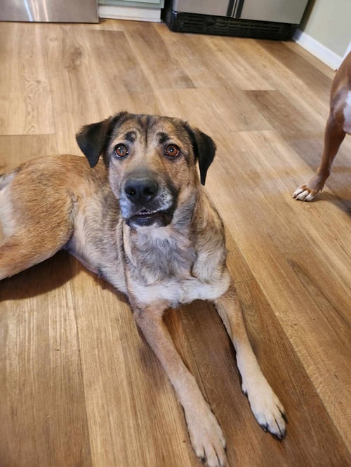 CLEO - Unknown available for adoption