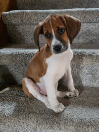Tipper - Photo 1