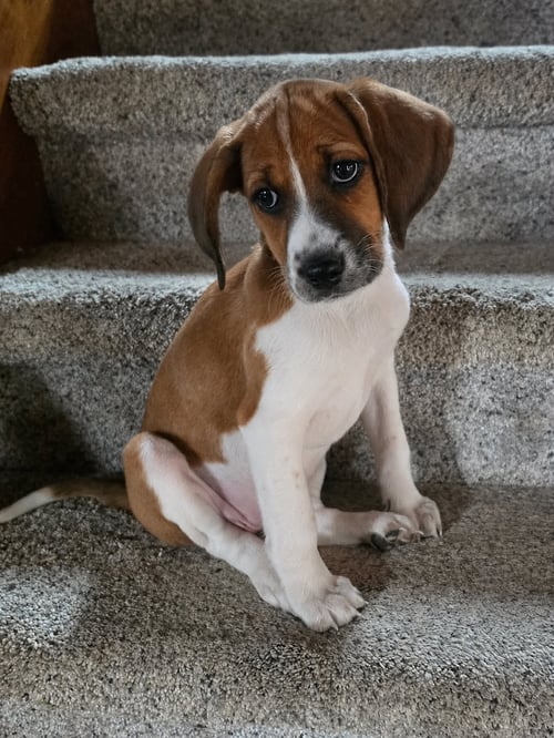 TIPPER - Unknown available for adoption