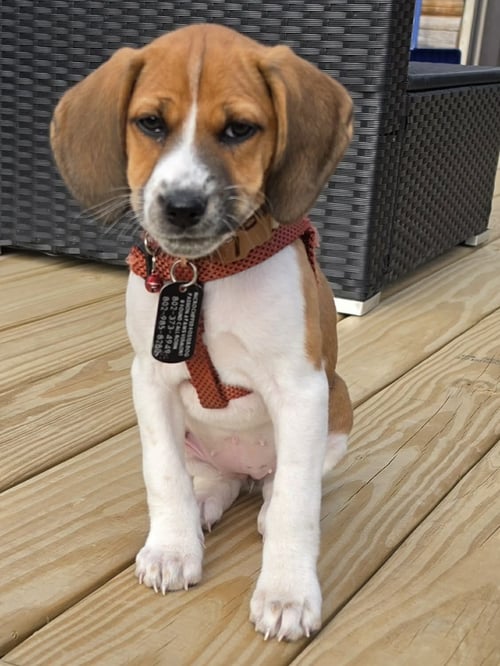 TIPPER - Unknown available for adoption