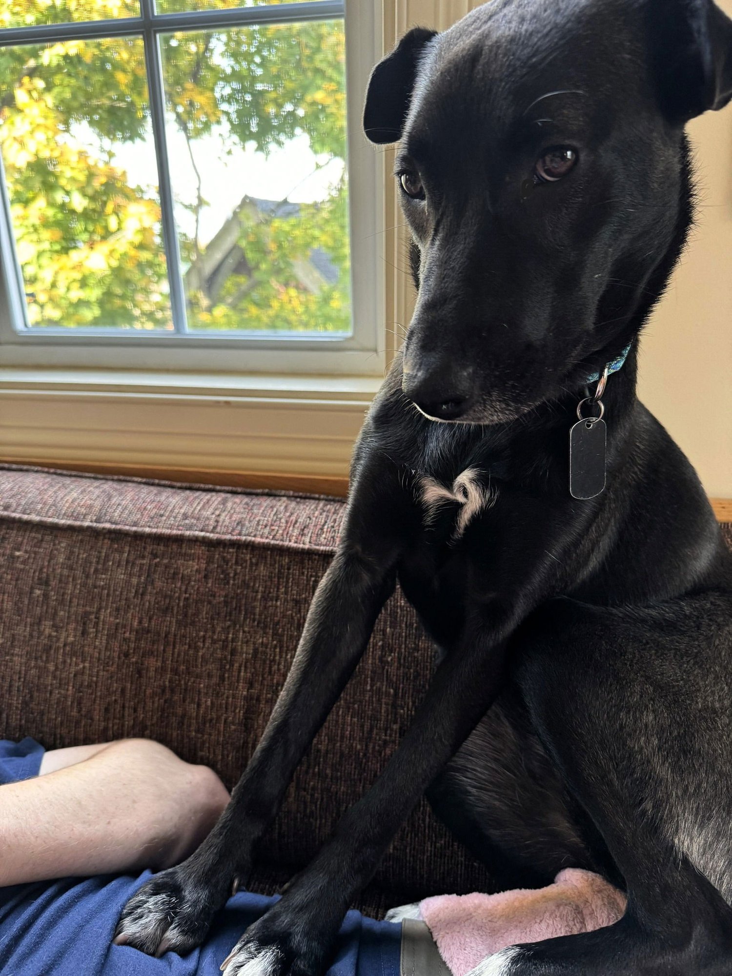 LUNA - Unknown for adoption in Burlington