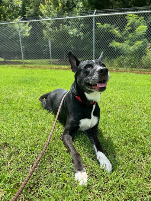 COOKIE - Unknown available for adoption