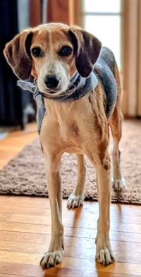 Stella - Photo 1