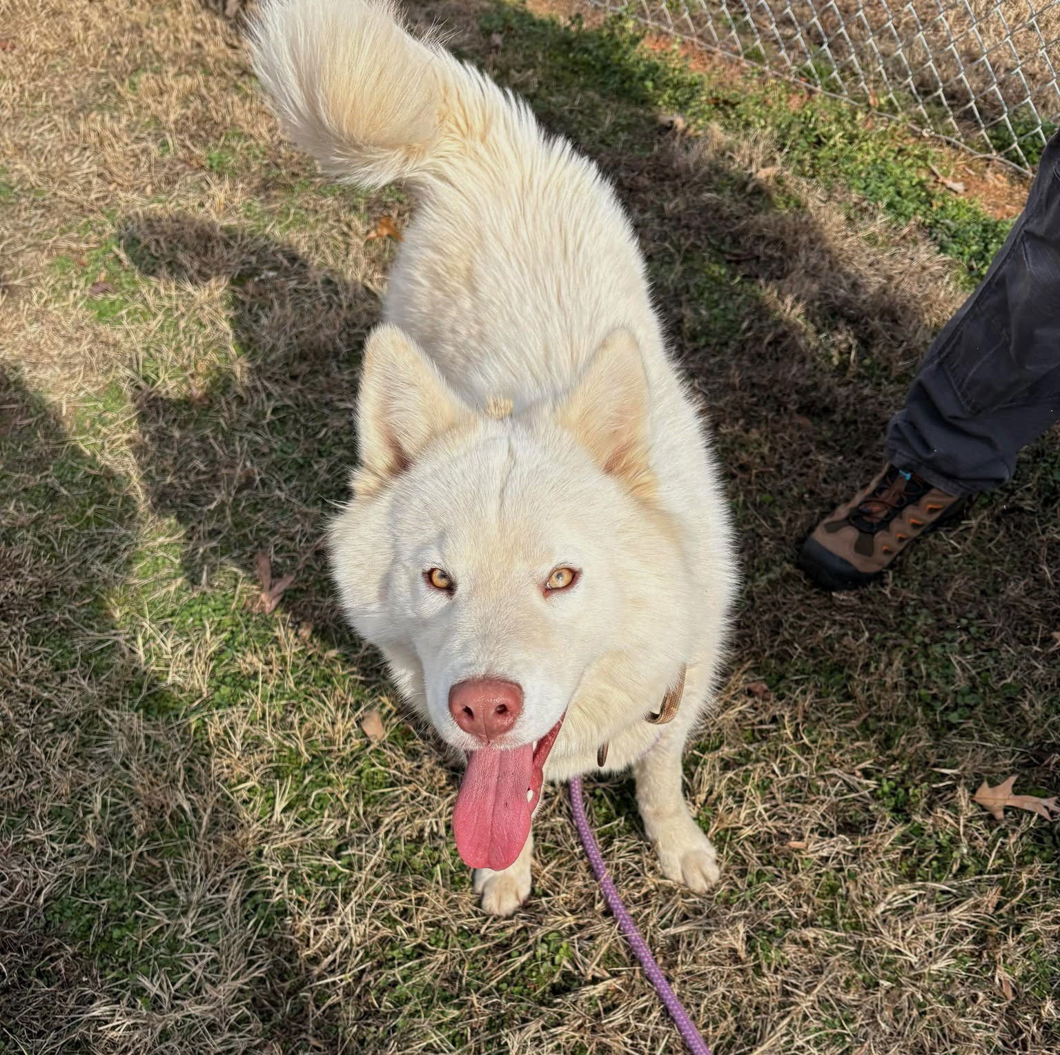 HOLLAND - Unknown for adoption in Burlington