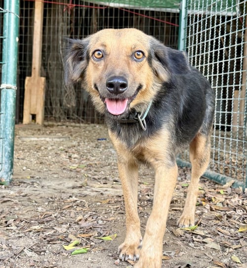 RAKSHA - Unknown available for adoption