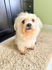Teddy - Photo 3