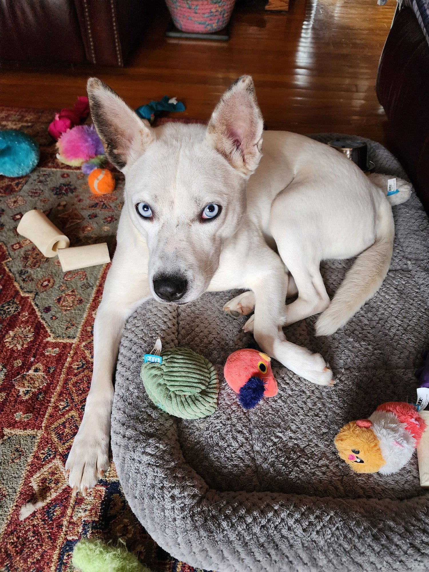 ANGEL - Unknown for adoption in Burlington