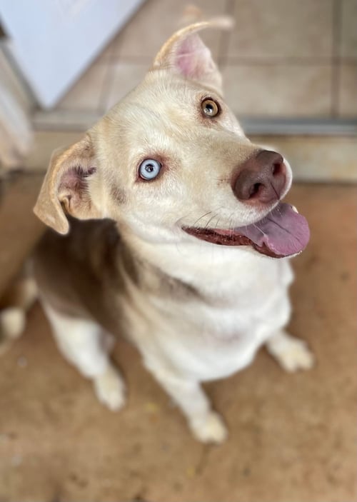 TOMMY - Unknown available for adoption