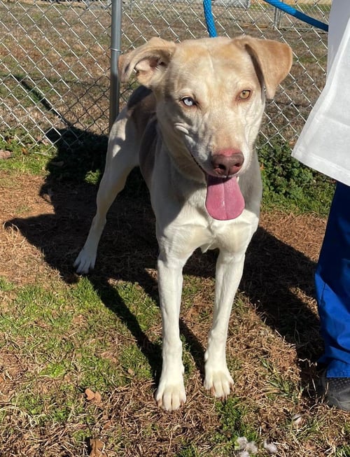 TOMMY - Unknown available for adoption