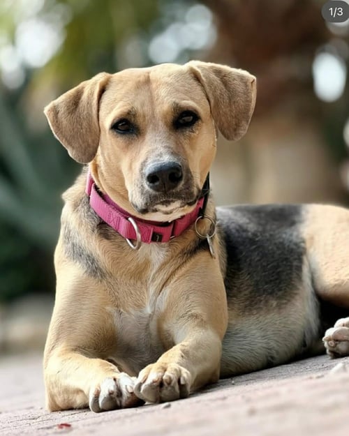 TEQUITA - Unknown available for adoption
