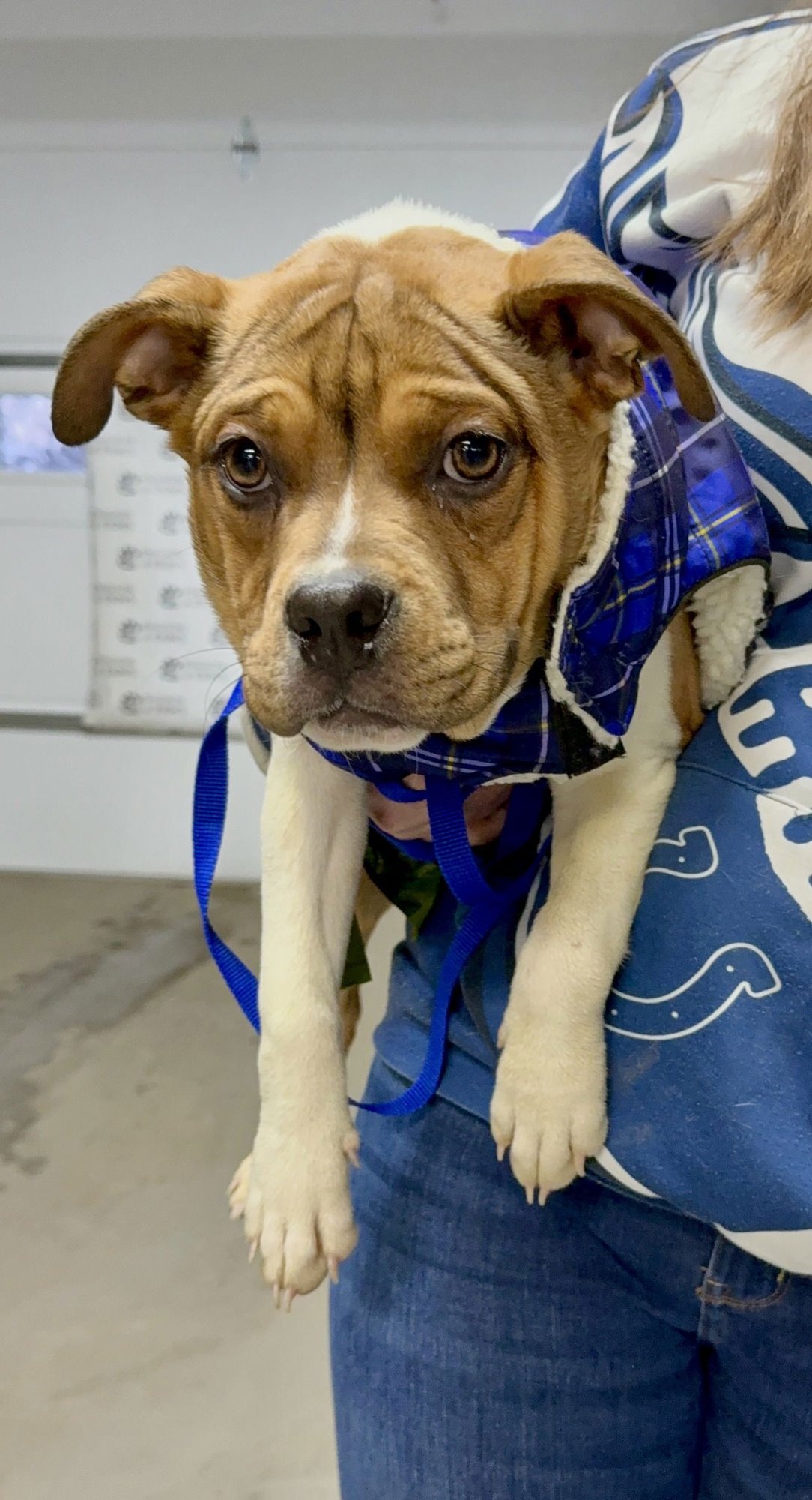 AGATHA - Unknown for adoption in Burlington